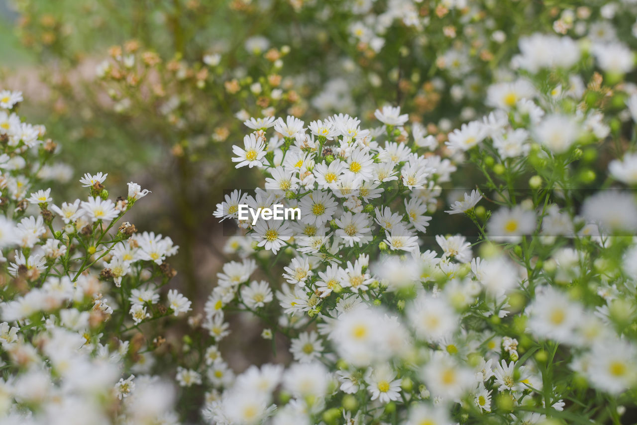 CLOSE-UP OF WHITE FLOWERING PLANTS ON LAND