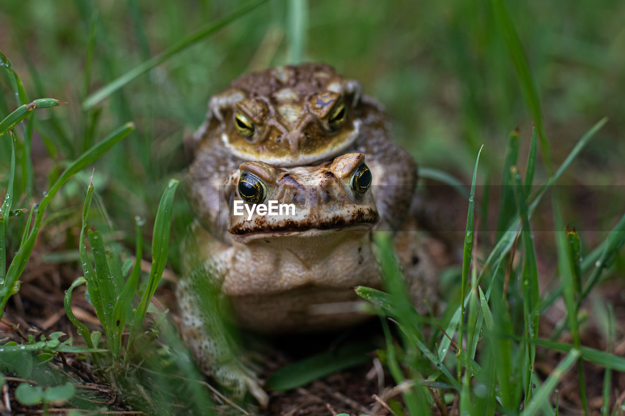 Close-up of frog on field