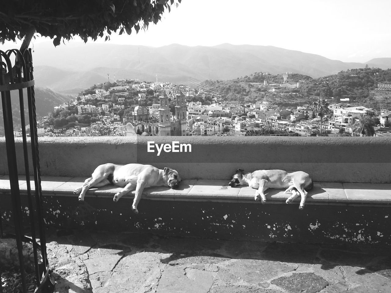 Stray dogs sleeping on stone bench against town