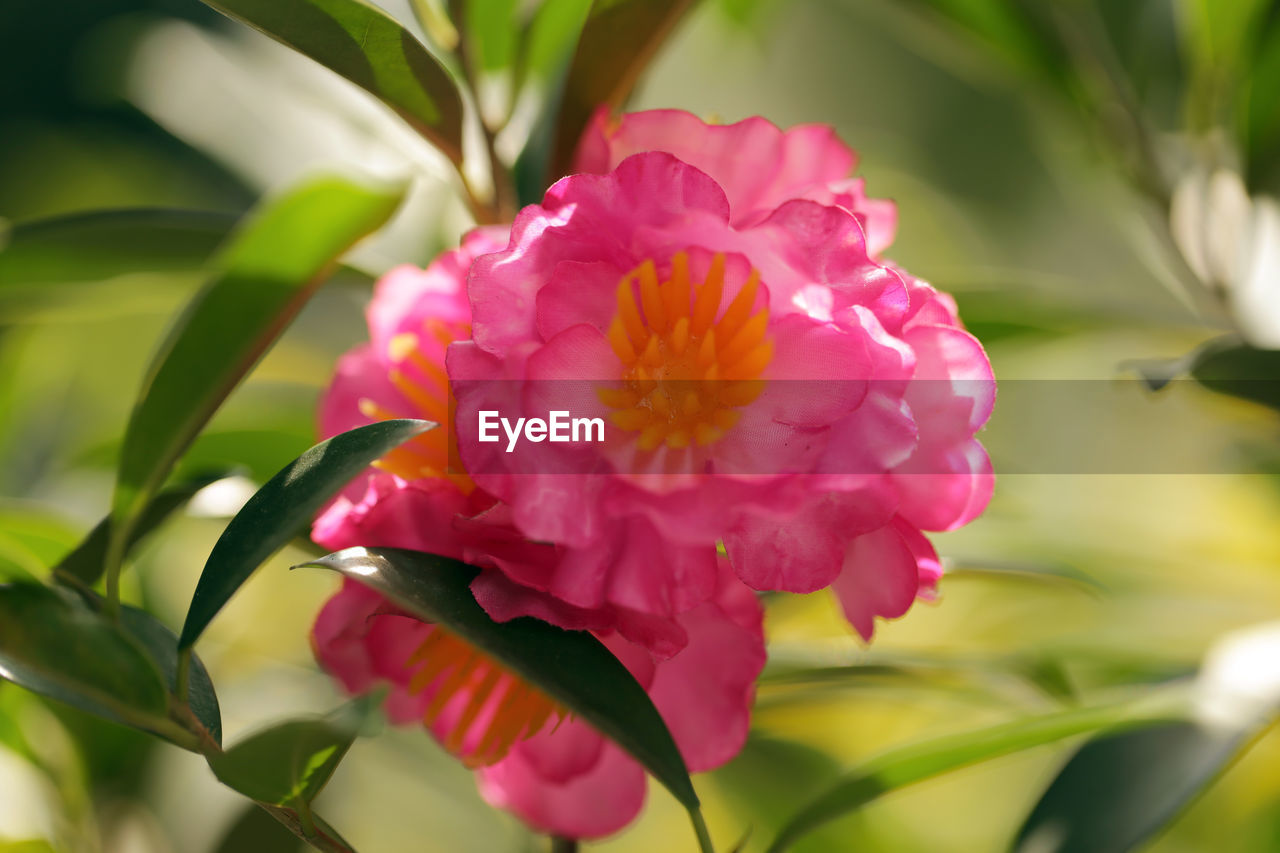 CLOSE-UP OF PINK FLOWER