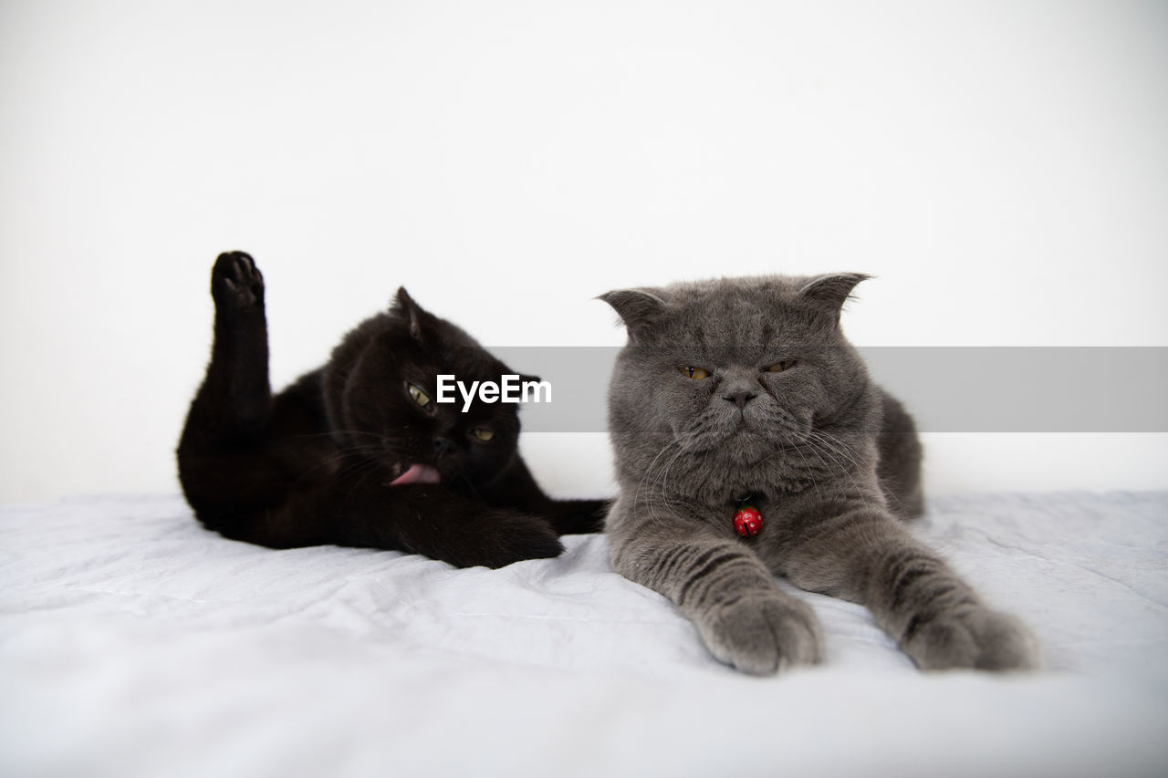 Two of scottish fold kitten black and grey on white background,selective soft focus on grey cat.