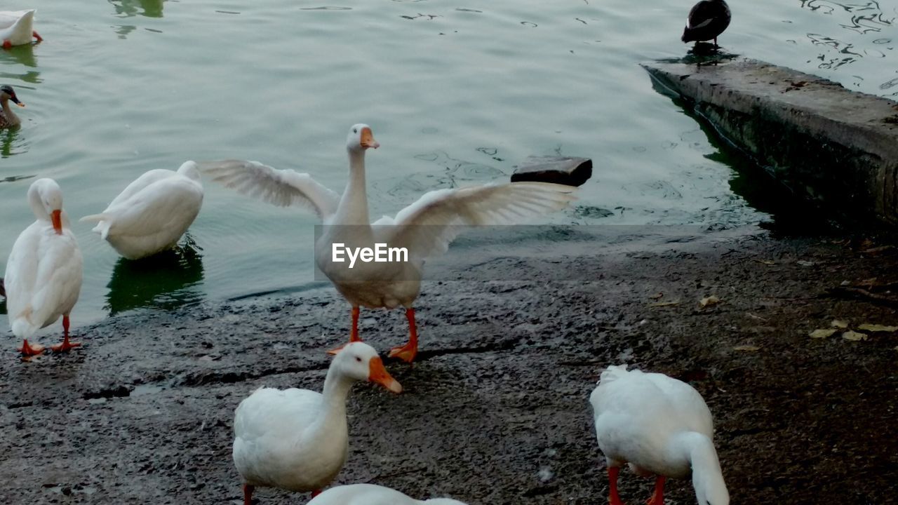 VIEW OF BIRDS IN WATER