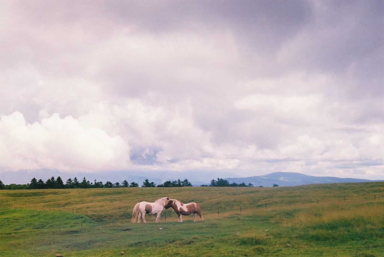 ELEPHANT GRAZING ON FIELD AGAINST SKY