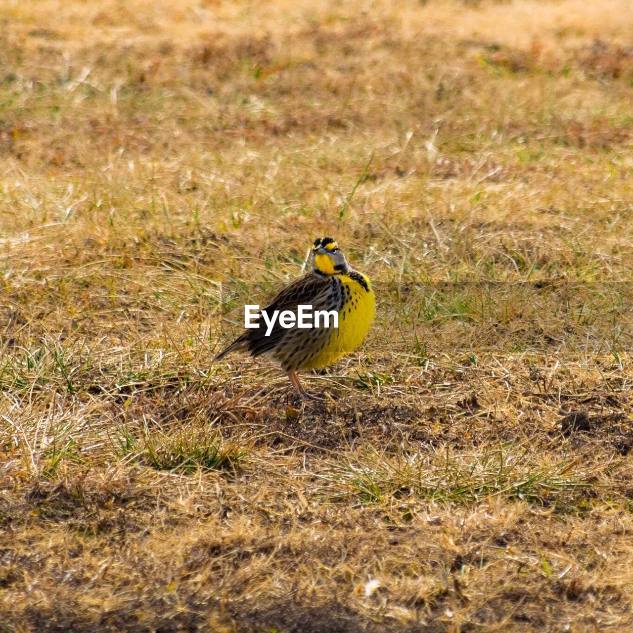 BIRD PERCHING ON GREEN GRASS