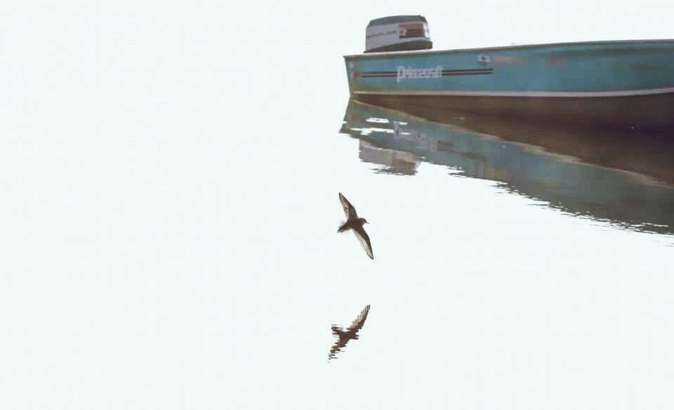 BIRD FLYING OVER CITY