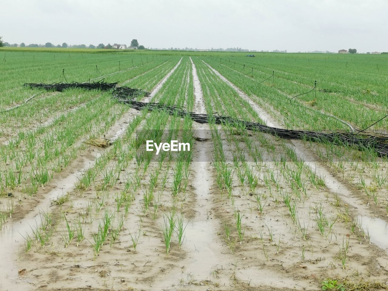 landscape, agriculture, rural scene, environment, field, land, growth, farm, plant, crop, soil, nature, sky, in a row, paddy field, scenics - nature, food and drink, green, no people, food, tranquility, rural area, day, beauty in nature, outdoors, tranquil scene, dirt, water, vegetable, social issues, cultivated land, cereal plant, irrigation equipment, diminishing perspective, cloud, rice