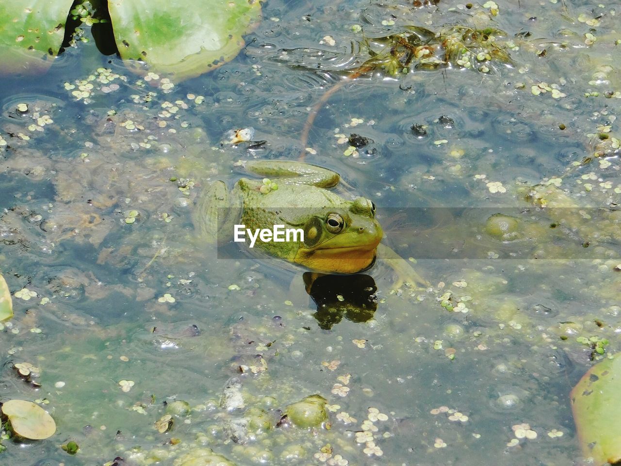 HIGH ANGLE VIEW OF TURTLE IN SWIMMING POOL