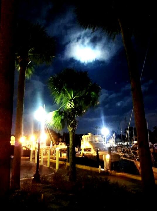 PALM TREES AT NIGHT