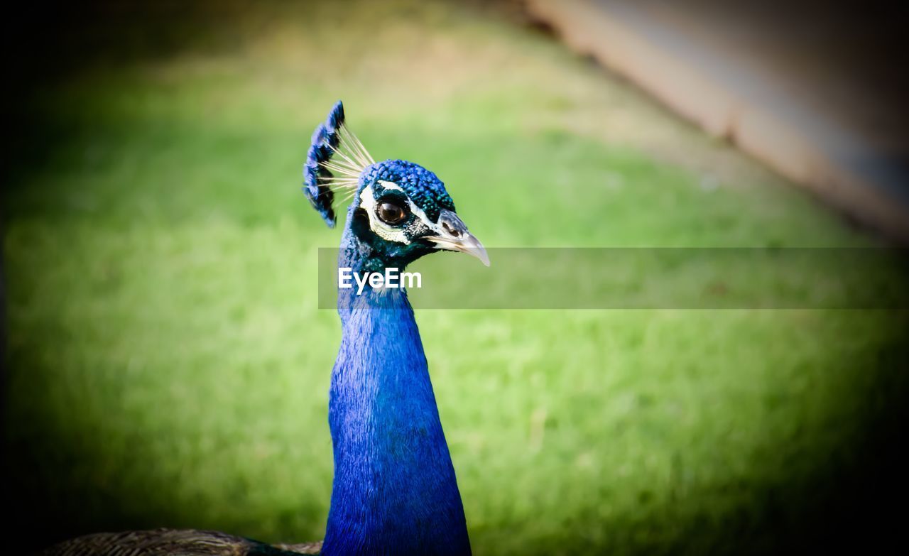 CLOSE-UP OF PEACOCK ON GRASS