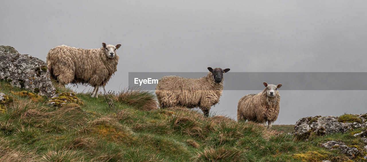 animal themes, animal, mammal, group of animals, sheep, grass, domestic animals, plant, livestock, nature, wildlife, animal wildlife, no people, land, pet, herd, environment, sky, field, landscape, outdoors, standing, day, agriculture, wool, beauty in nature, plain