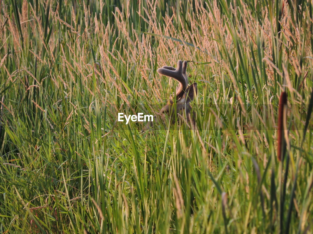 Deer amidst plants on field