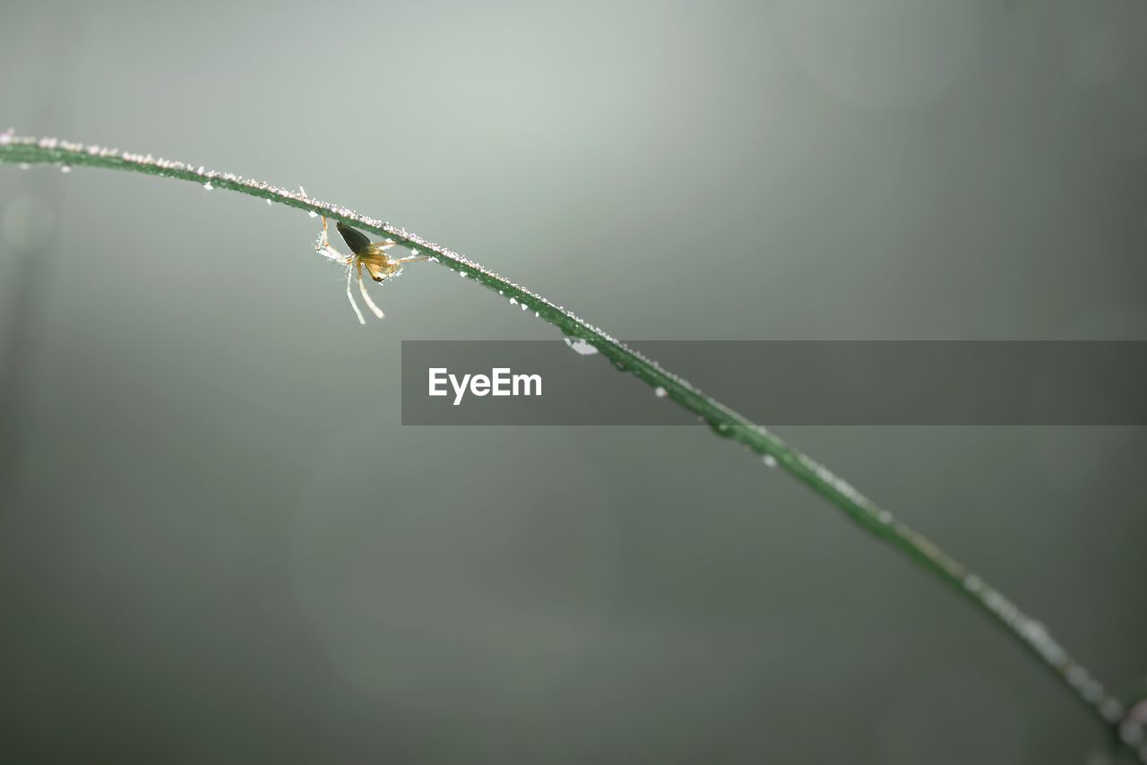 green, animal themes, animal, close-up, nature, moisture, one animal, animal wildlife, macro photography, insect, plant, branch, no people, dew, focus on foreground, leaf, wildlife, wet, grass, plant stem, drop, water, day, outdoors, beauty in nature, selective focus