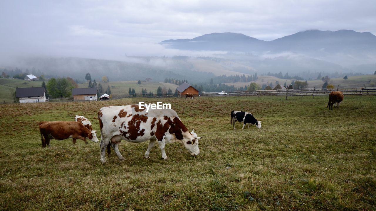 Cows grazing in a field