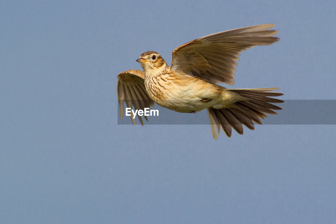 LOW ANGLE VIEW OF BIRD FLYING