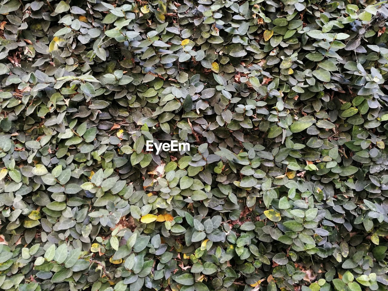 Full frame shot of ivy growing on ground
