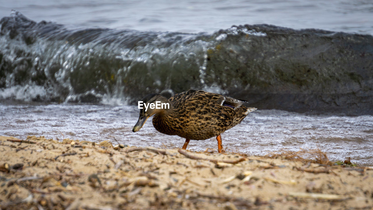 Side view of a bird on beach