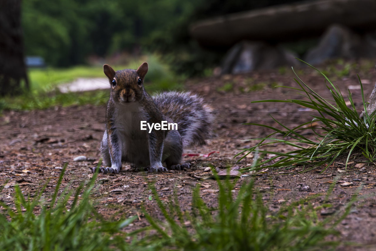 animal, animal themes, nature, mammal, wildlife, animal wildlife, one animal, grass, no people, squirrel, plant, land, portrait, selective focus, cute, outdoors, rabbit, rodent, full length, day, young animal