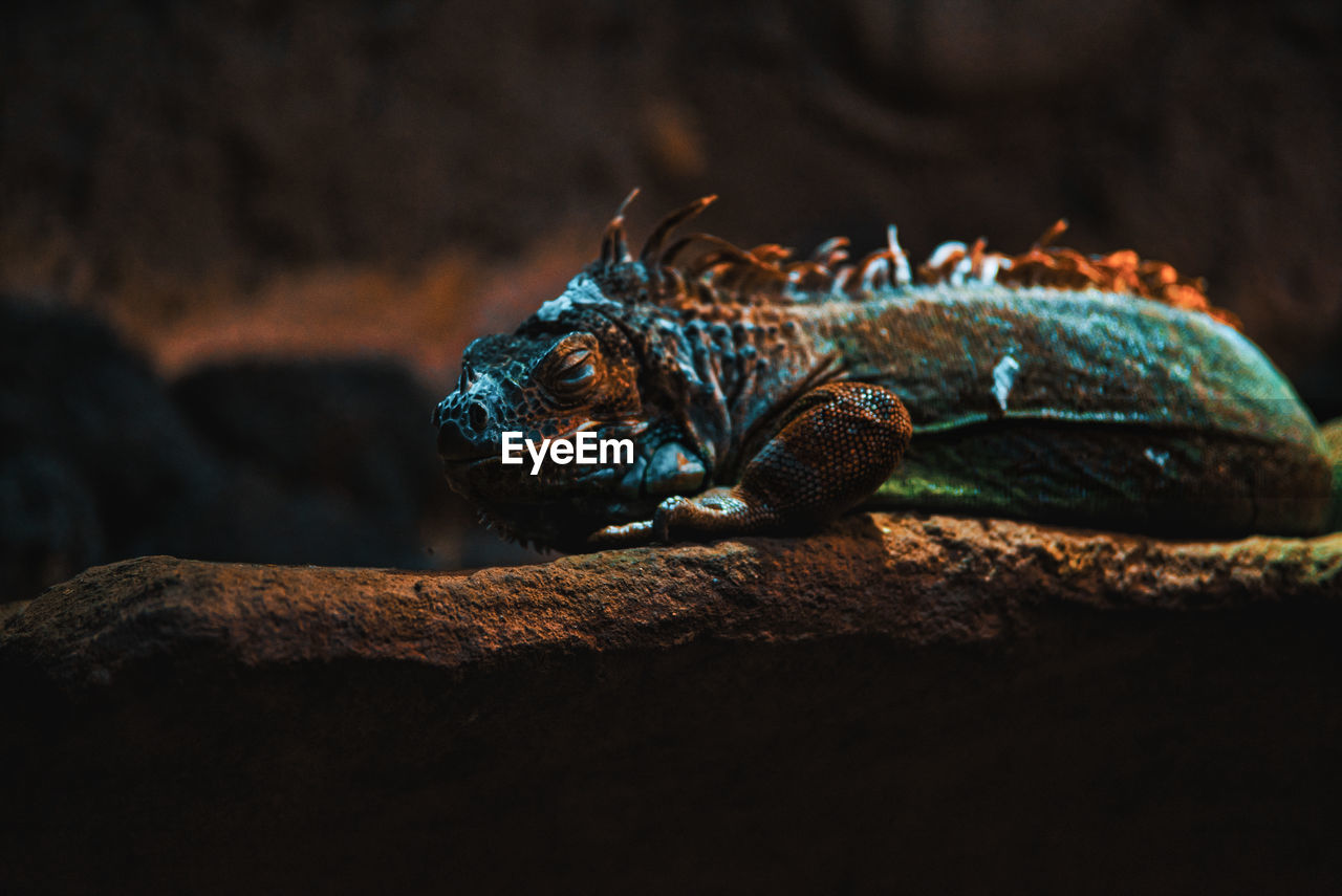 Close-up of iguana on rock