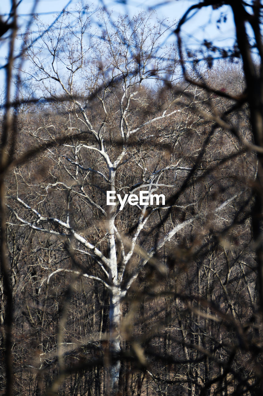 LOW ANGLE VIEW OF BARE TREES IN THE FOREST