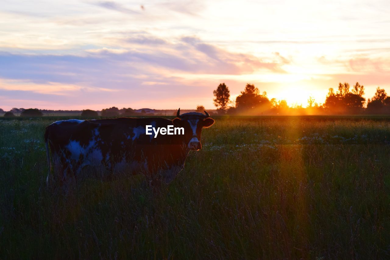 View of cow on field against sky during sunset