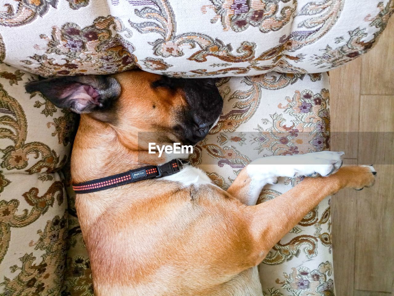 DOG LYING ON CARPET