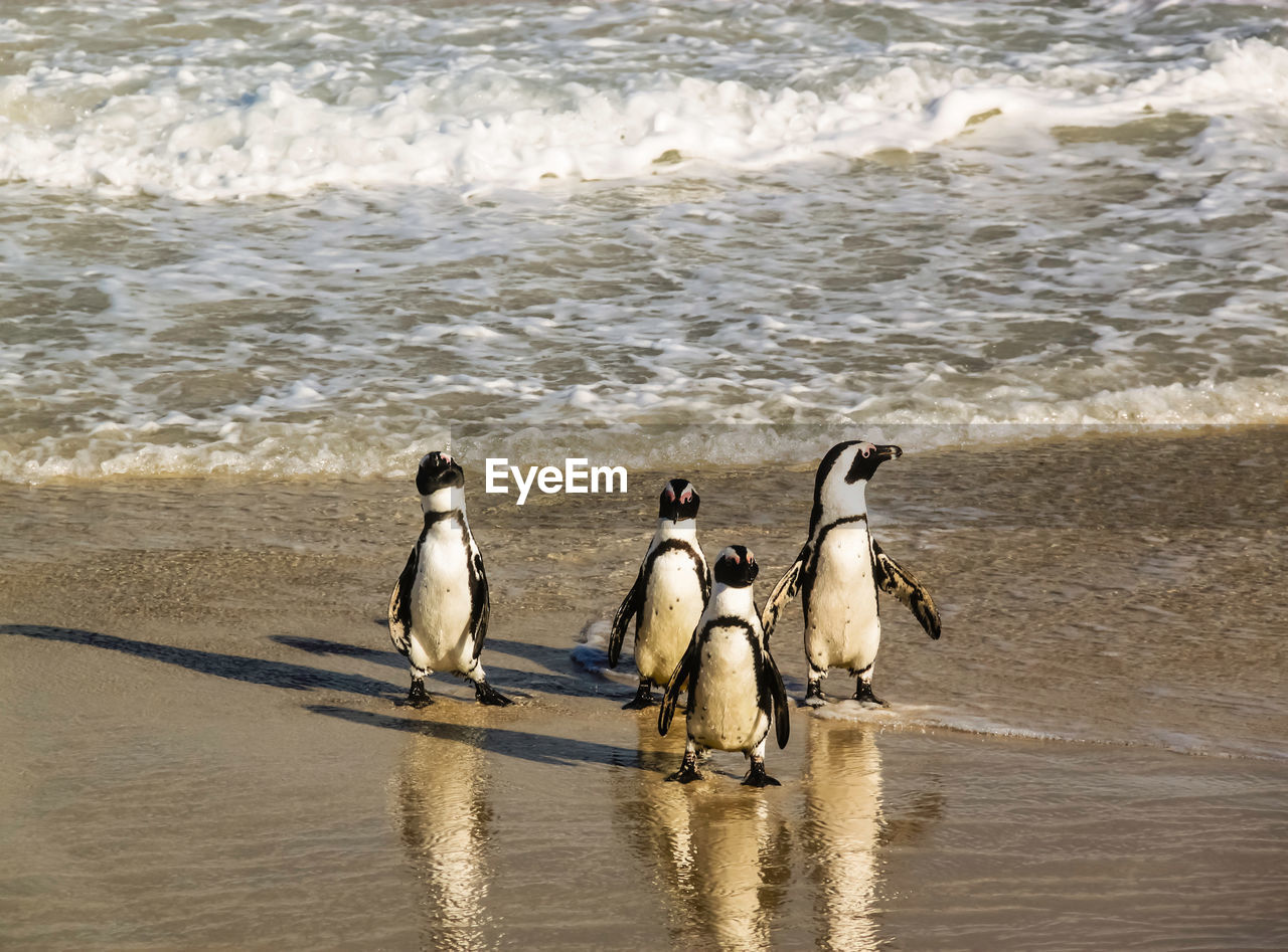 DUCKS ON BEACH