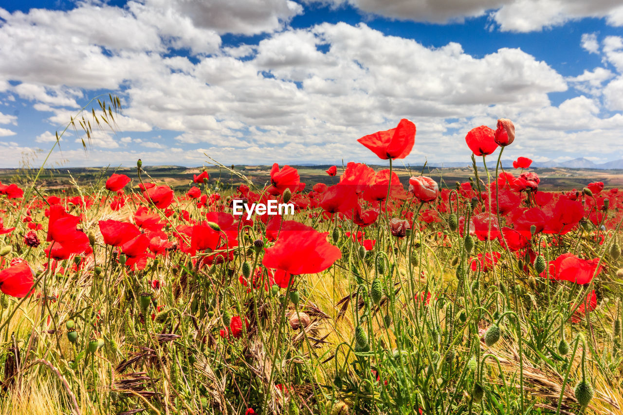 CLOSE-UP OF RED POPPY FLOWERS GROWING ON FIELD