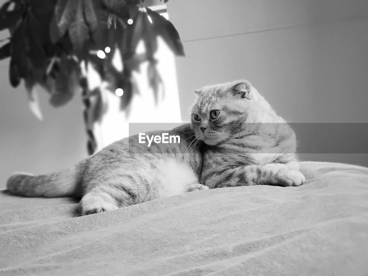 CLOSE-UP OF A CAT LYING DOWN ON BED