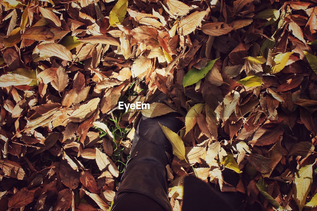 Low section of person standing on dry autumn leaves