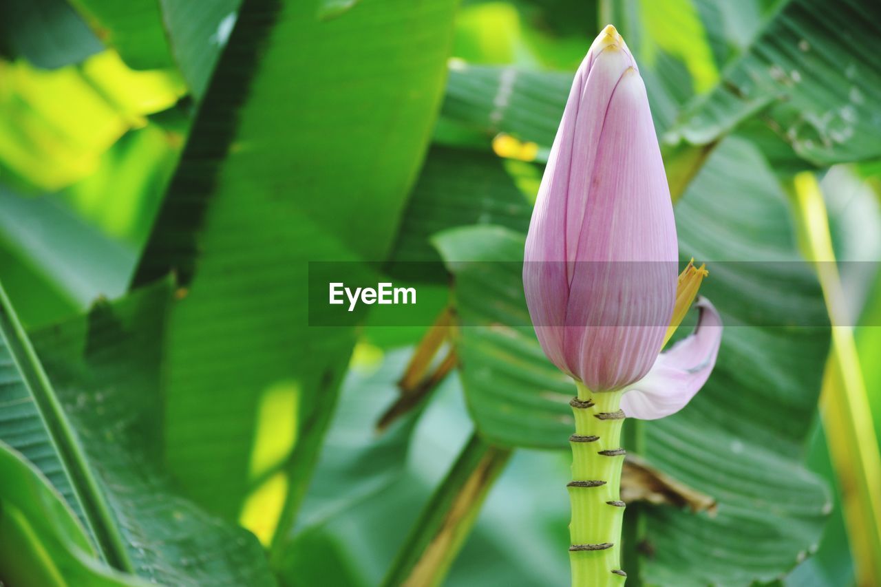 CLOSE-UP OF PURPLE LILY