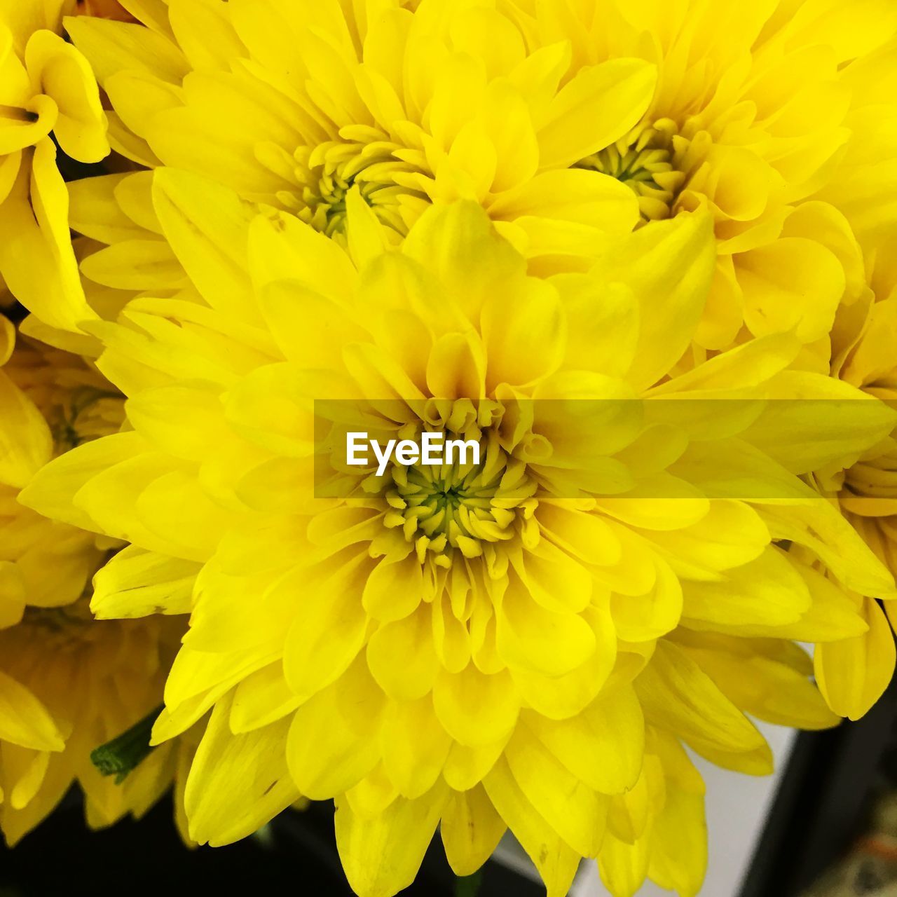 Close-up of yellow dahlias blooming outdoors