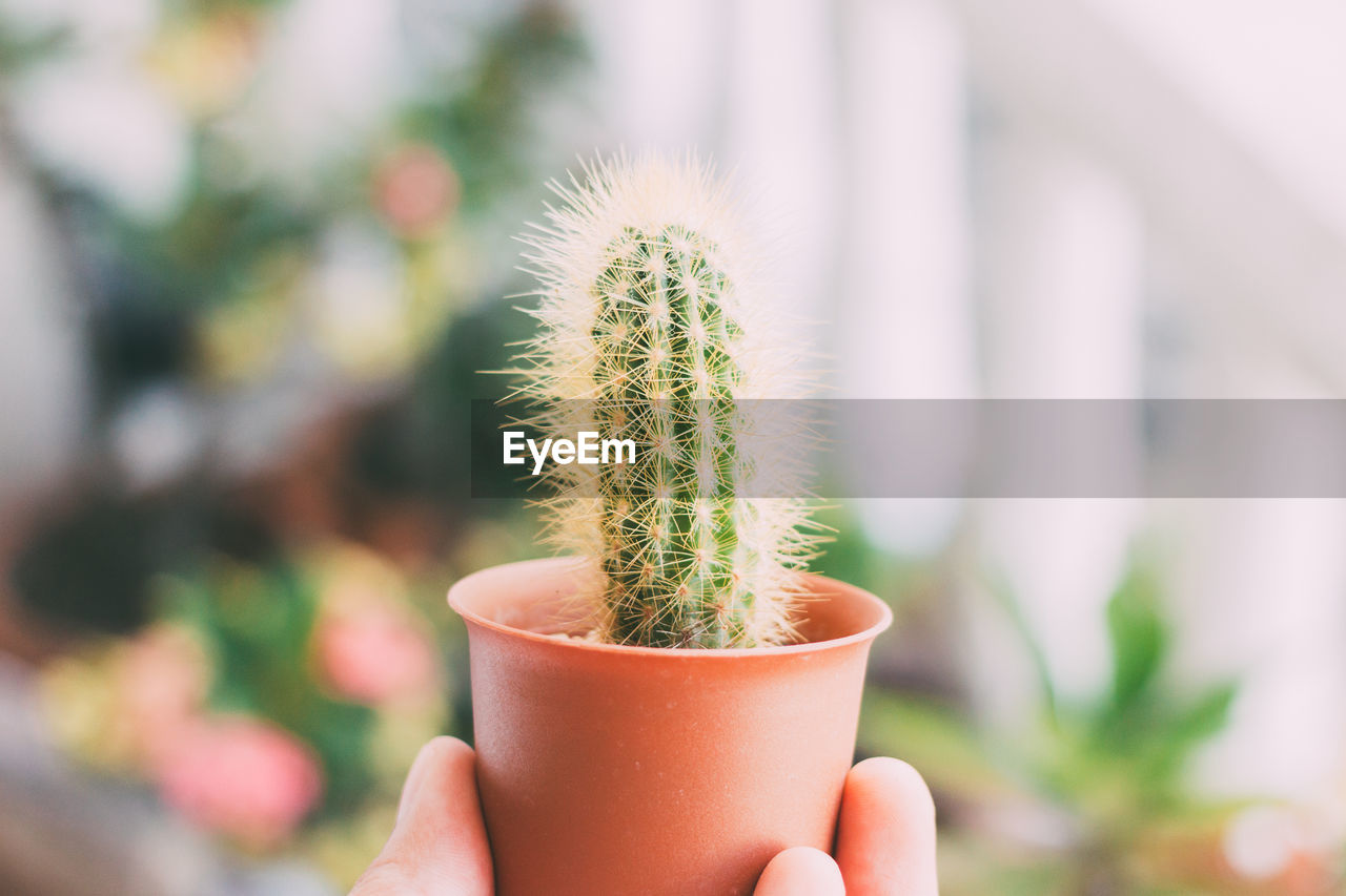 Cropped hand holding potted cactus