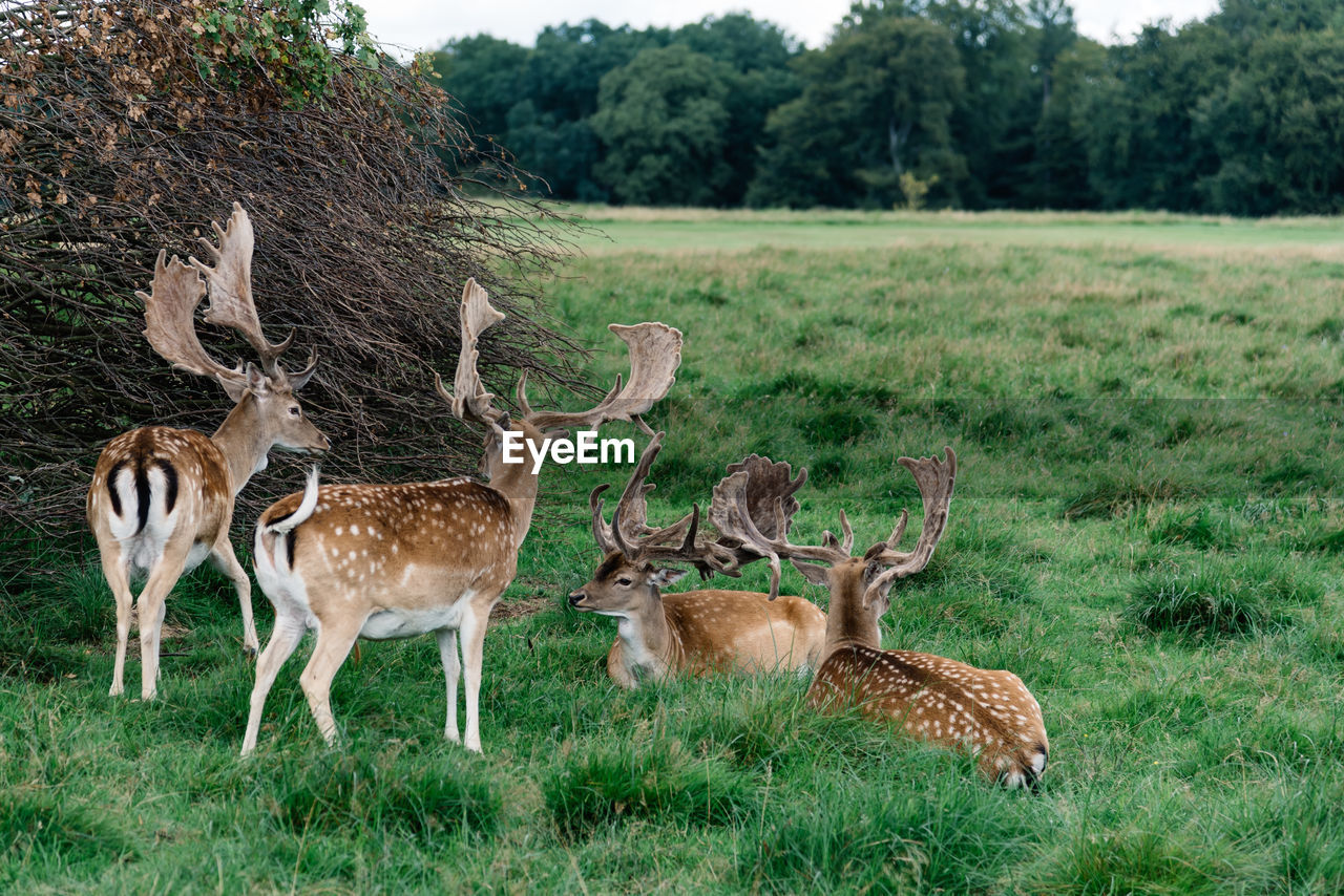 Fallow deer on grassy field by dry plants against trees