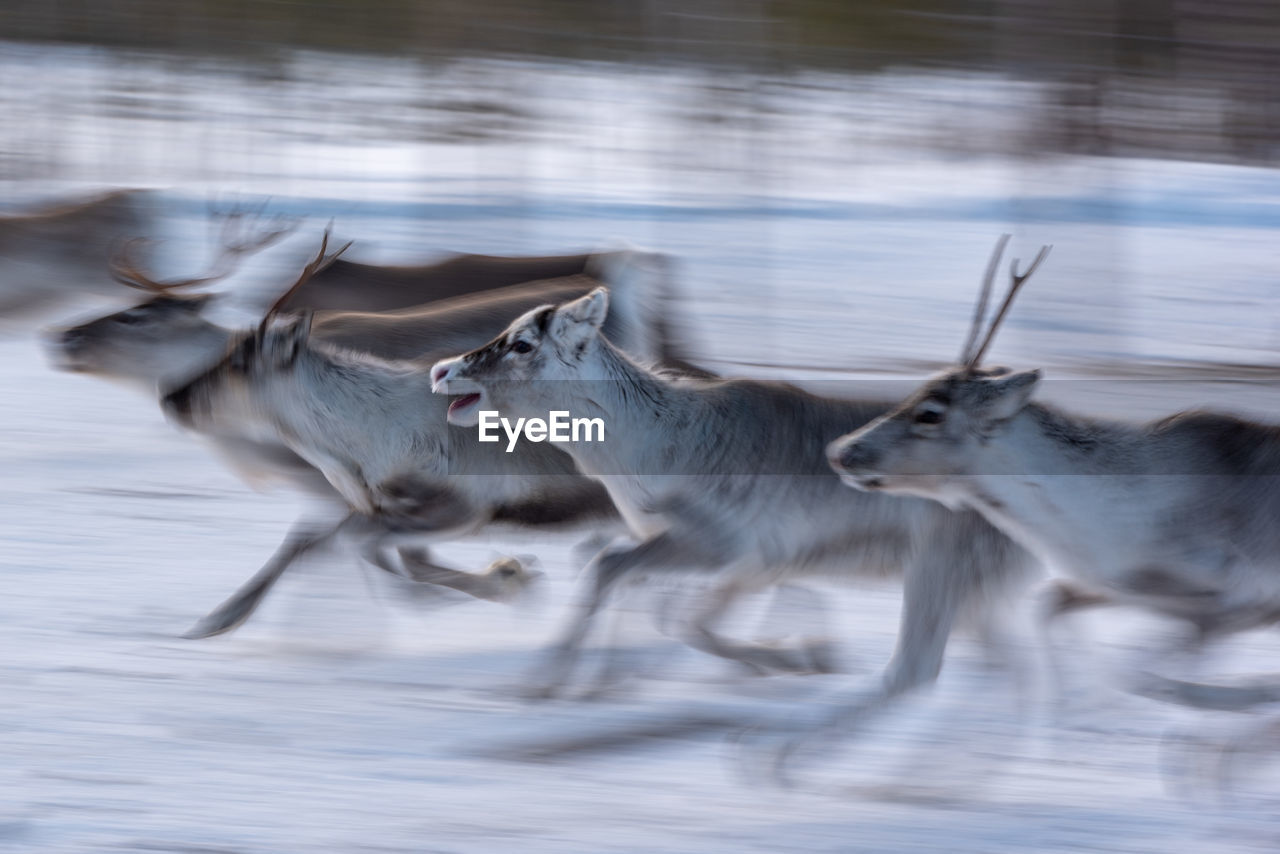 VIEW OF DEER IN THE GROUND