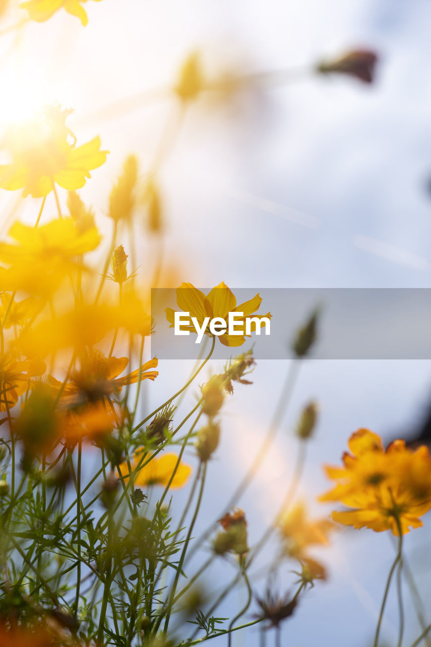 CLOSE-UP OF YELLOW FLOWERING PLANTS