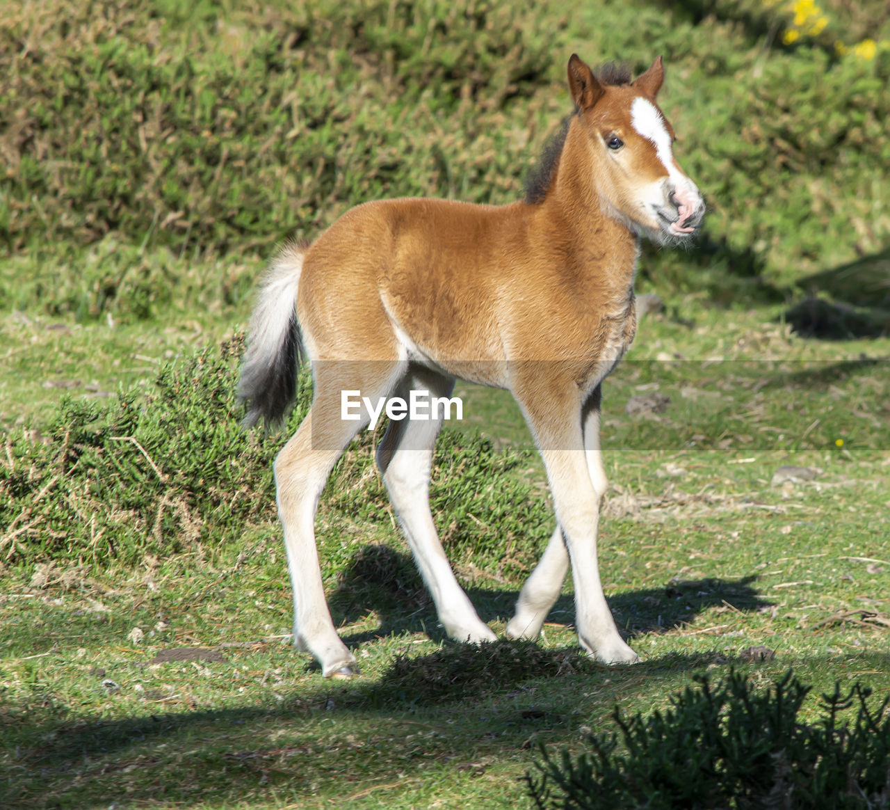 animal themes, animal, mammal, one animal, grass, animal wildlife, domestic animals, plant, nature, no people, full length, standing, side view, wildlife, sunlight, field, pet, land, day, brown, outdoors, young animal, portrait, looking