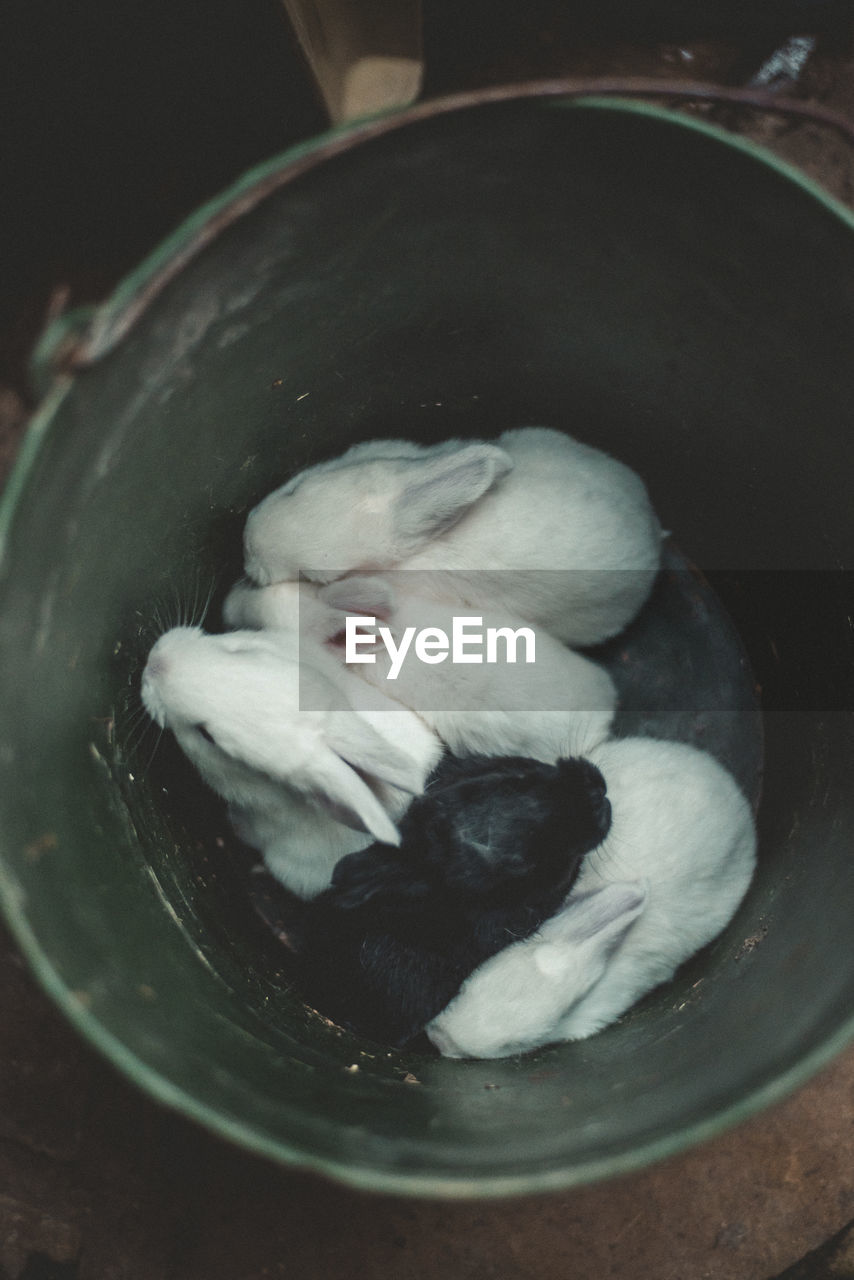 High angle view of rabbits in bucket