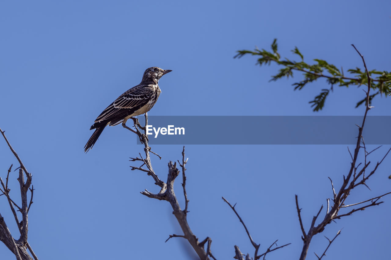 low angle view of bird perching on tree against clear blue sky