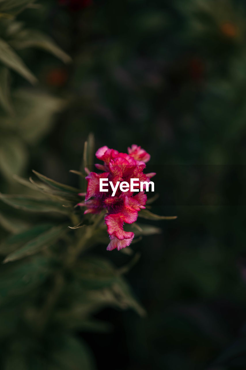 Close-up of pink flower