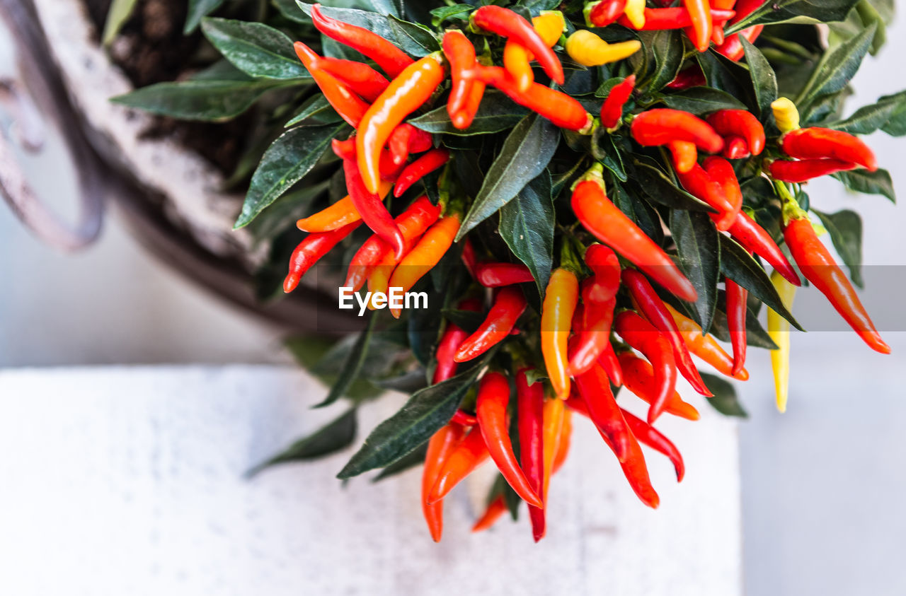 CLOSE-UP OF RED CHILI PEPPERS PLANT