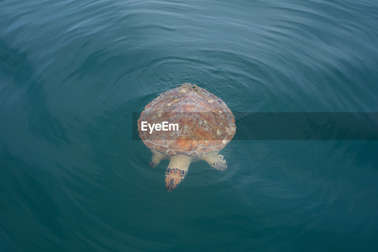 View of a turtle underwater