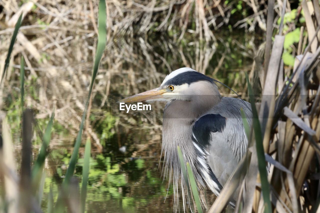 High angle view of gray heron perching on tree