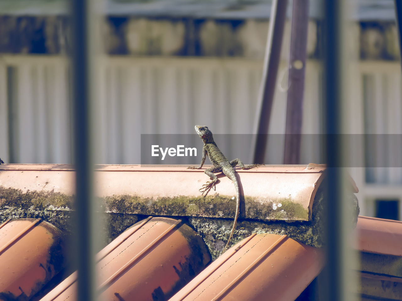 Bearded dragon on house roof