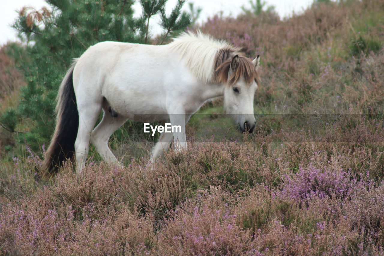 Horse standing in a field