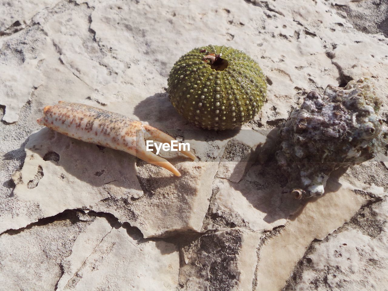 Close-up of plants