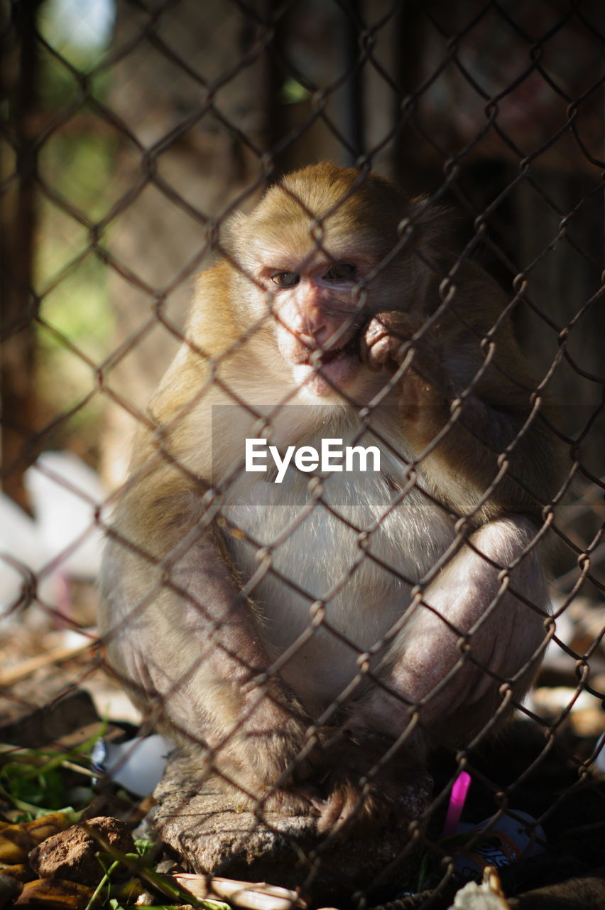 PORTRAIT OF MONKEYS IN CAGE