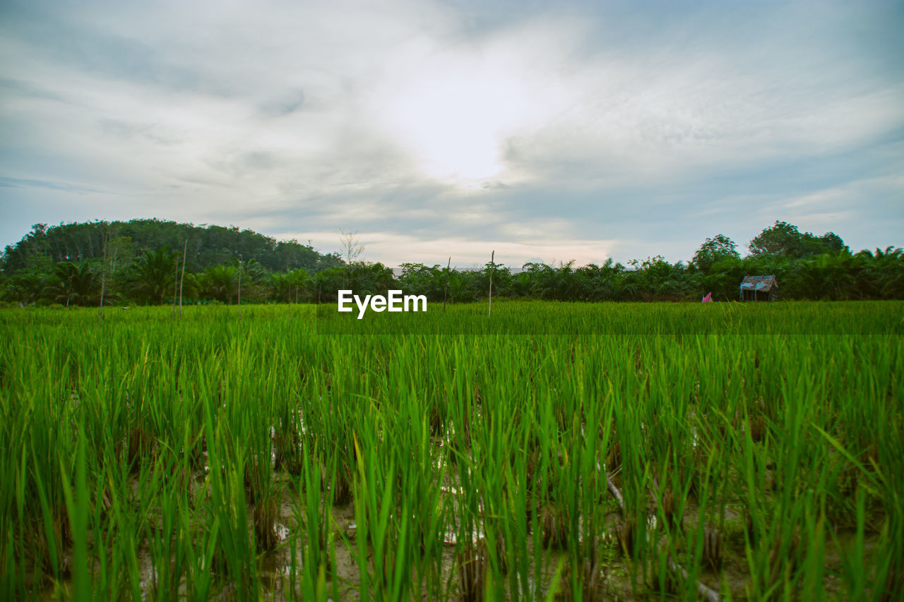 SCENIC VIEW OF RICE FIELD AGAINST SKY