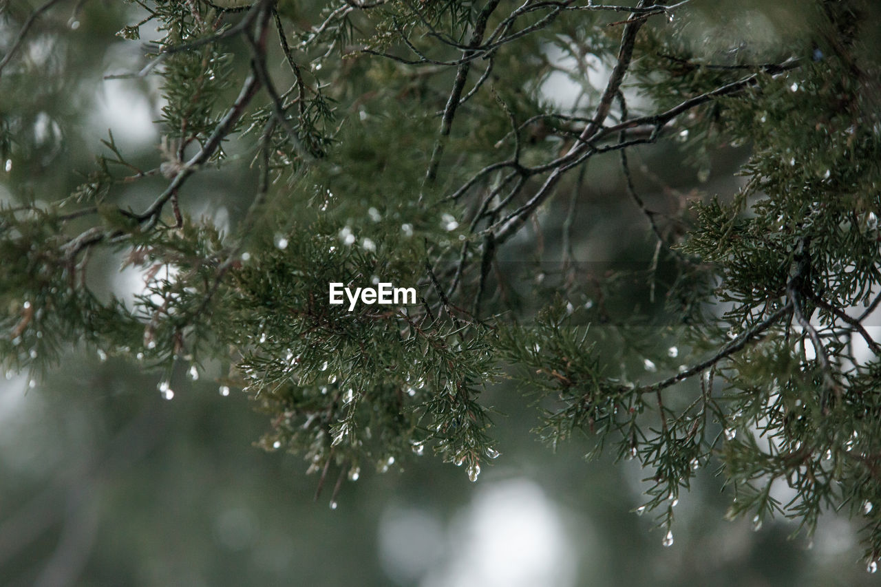 Close-up of tree branches