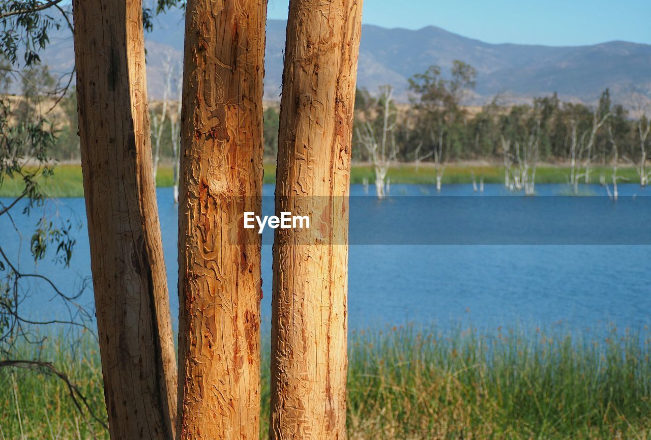 View of tree trunks and lake in background