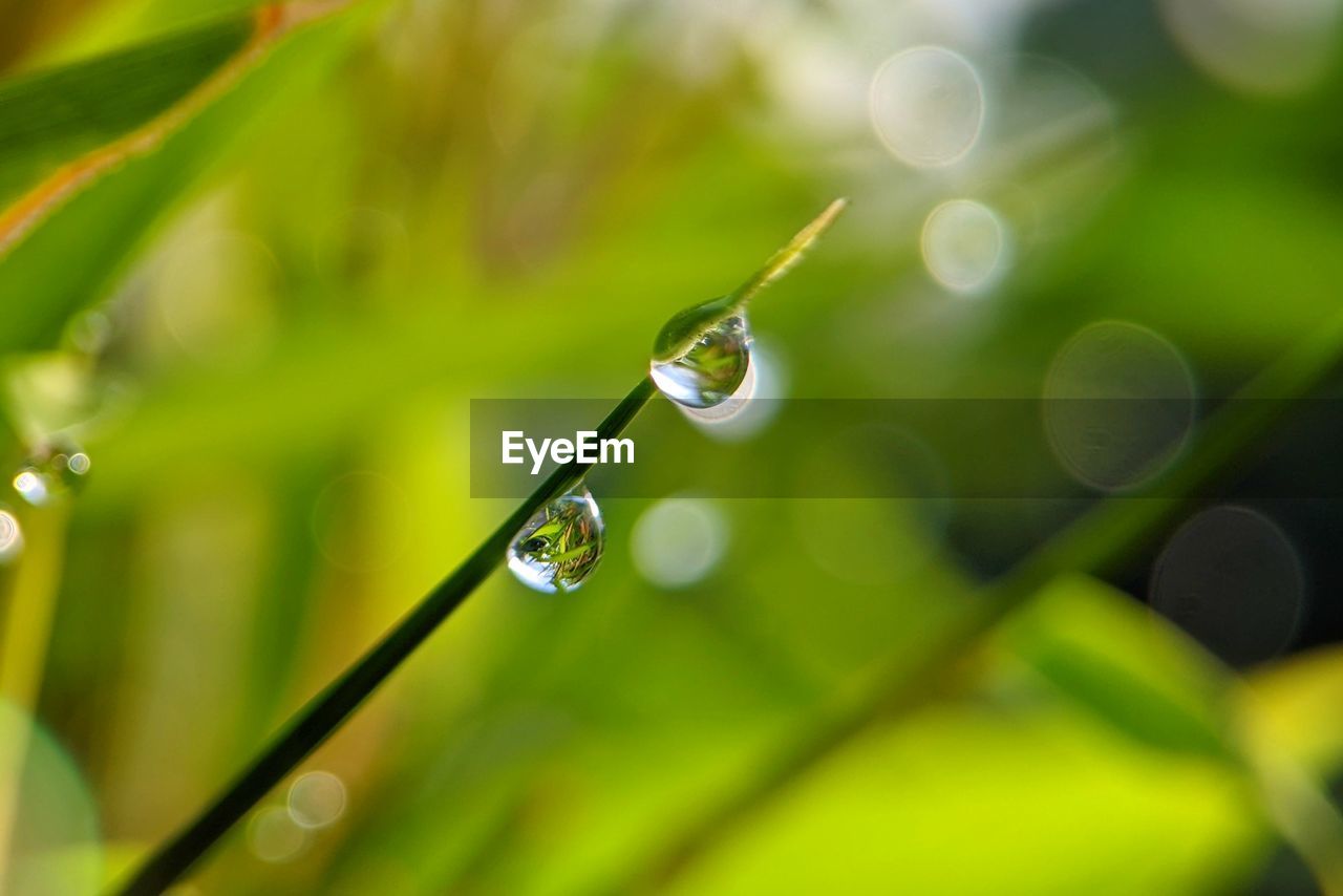 Close-up of water drops on plant